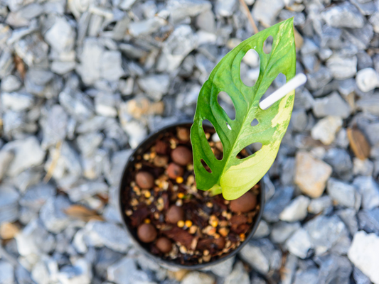 Monstera Adansonii