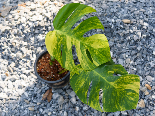 Monstera Aurea