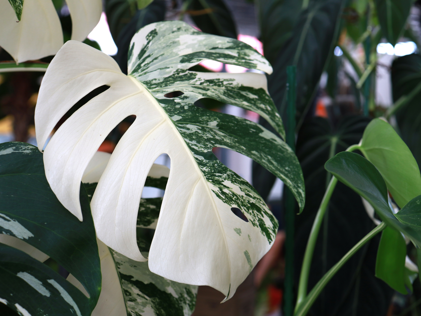 Monstera Albo